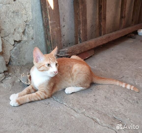 Котенок мальчик в добрые руки