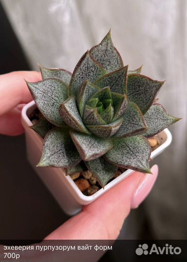 Редкие суккуленты