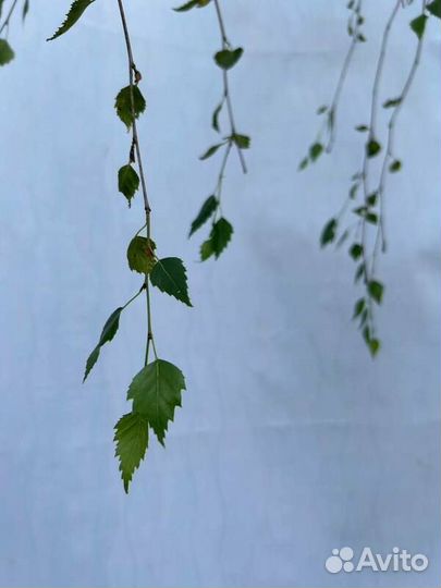 Береза повислая Юнги на штамбе