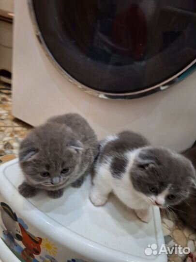 Шотландские вислоухие котята