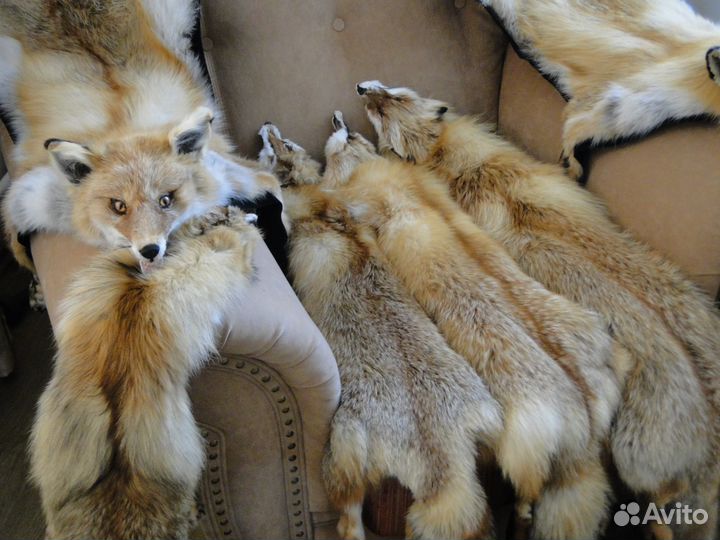 Шкура-ковер лиса рыжая