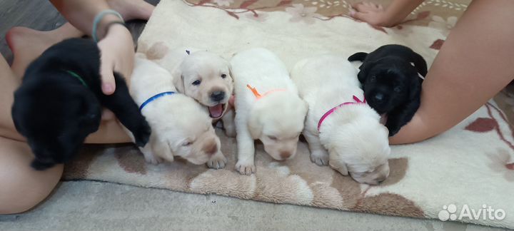 Щенки лабрадора