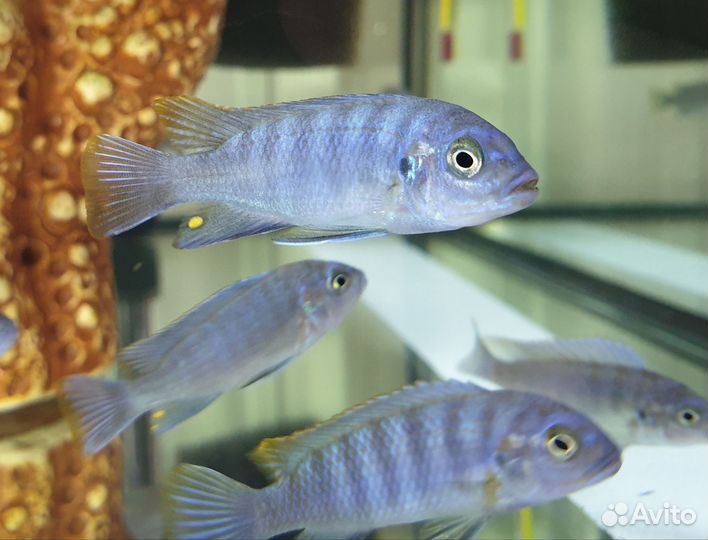 Цихлиды оз. Малави Яло Риф