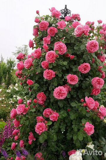 Роза плетистая Антик