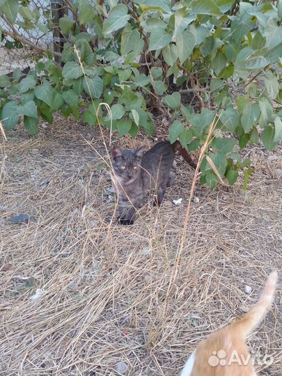Котята, мальчики
