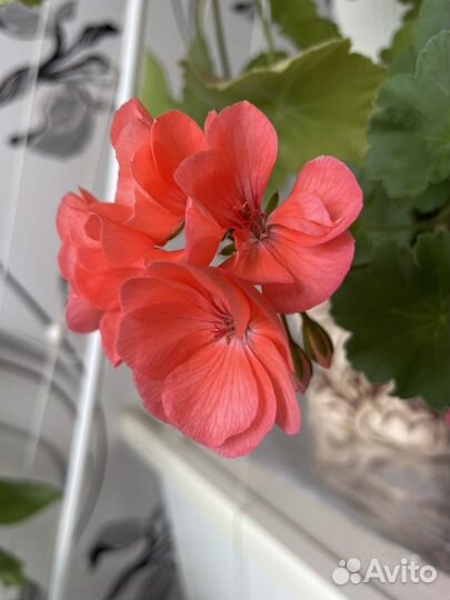 Пеларгония герань