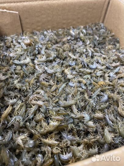 Мормыш, мотыль, опарыш