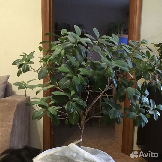 Фикус микрокарпа моклейм мокламэ moclame