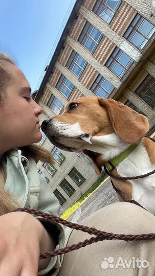 Дрессировка собак (кинолог/хендлер/ветдиетолог)