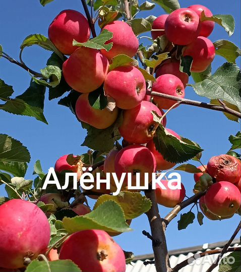 Саженцы яблони
