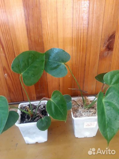 Антуриум Эдисон