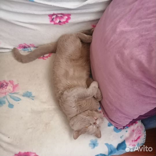 Отдам кота в добрые руки