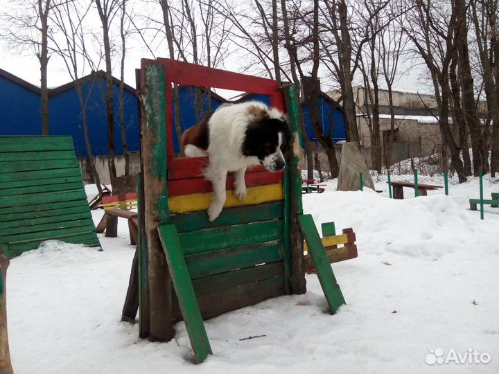 Дрессировка собак любых пород