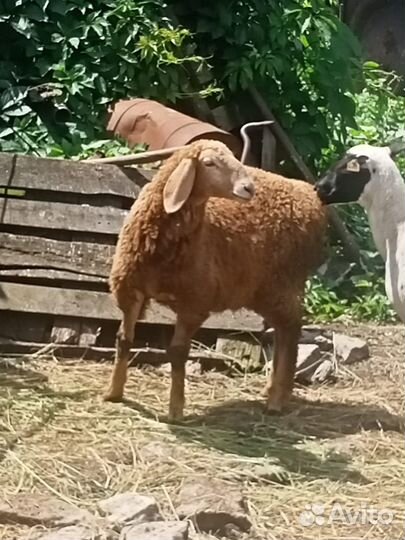 Овцы Дорпер и Гиссар