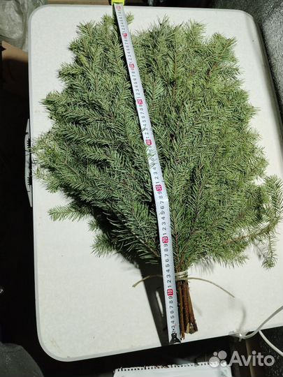 Пихта сибирская лапник