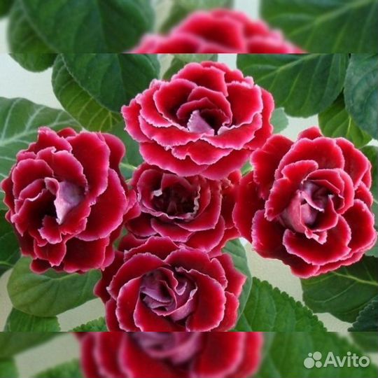 Глоксиния махровая