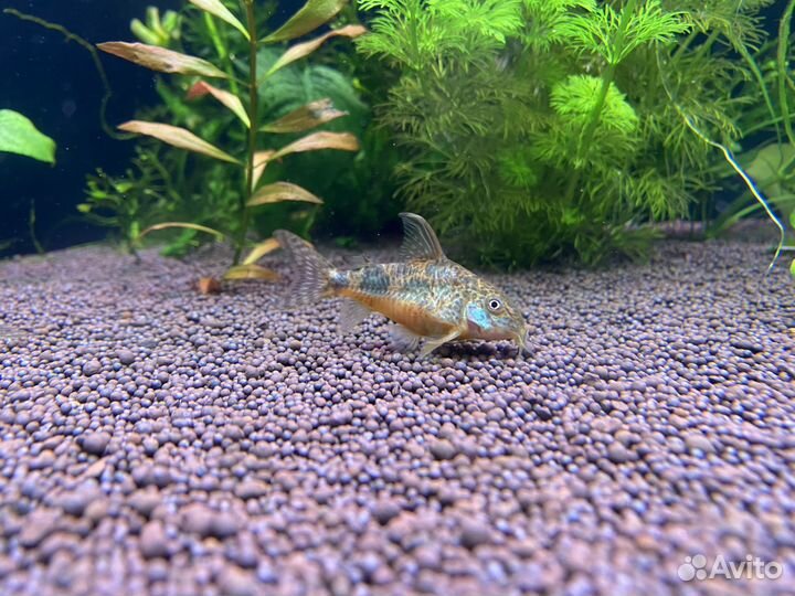 Сомики коридорасы