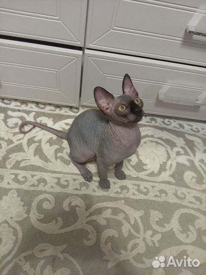 Канадский сфинкс котенок