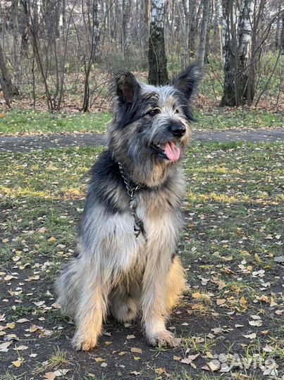 Собака мечты Миша