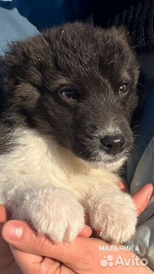 Щенки охранники от породистых собак