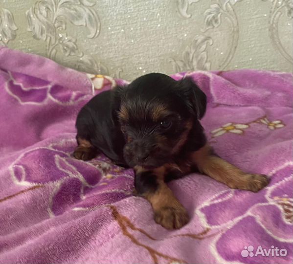 Продаются щенки йоркширского терьера