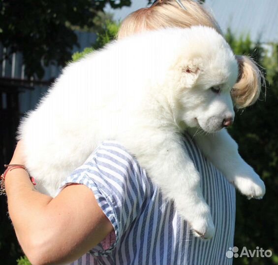 Среднеазиатская овчарка