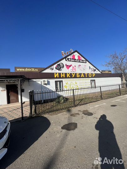 Птицы