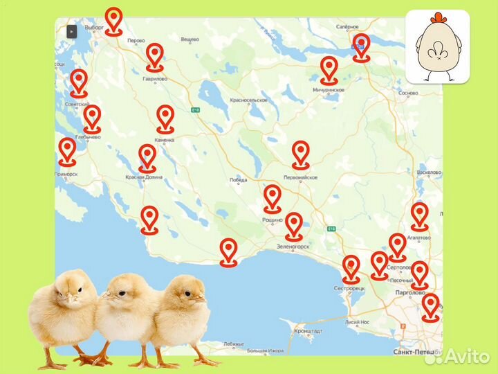 Куринные желудки