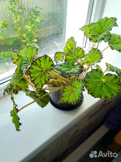 Комнатные цветы