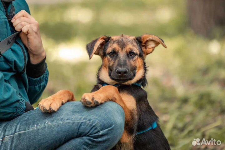 Собака в добрые руки