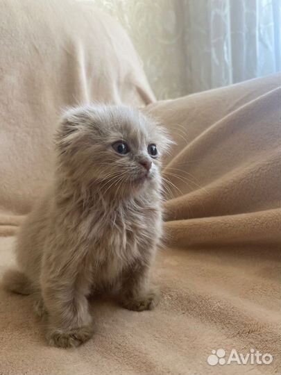 Котенок вислоухий