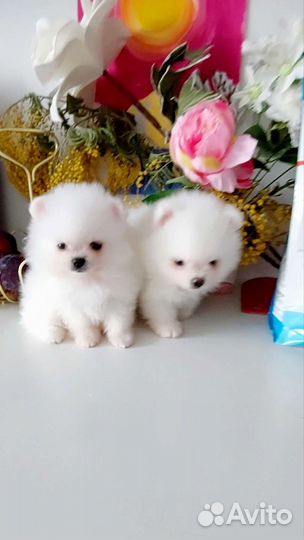 Померанский шпиц щенки