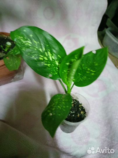 Диффенбахия,псевдоэрантериум,монстера