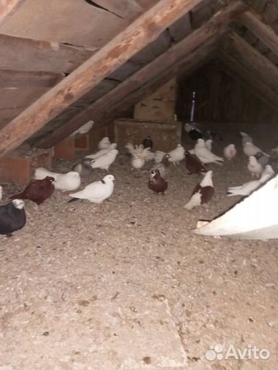 Прада бойных лётных