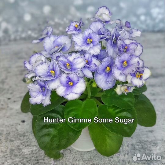 Фиалки набор 