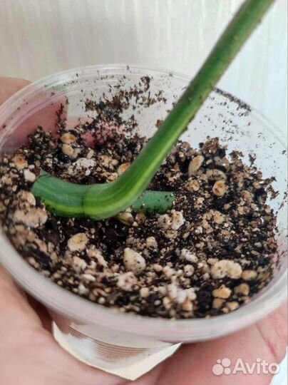 Монстера вариегатная жёлтая yellow splash