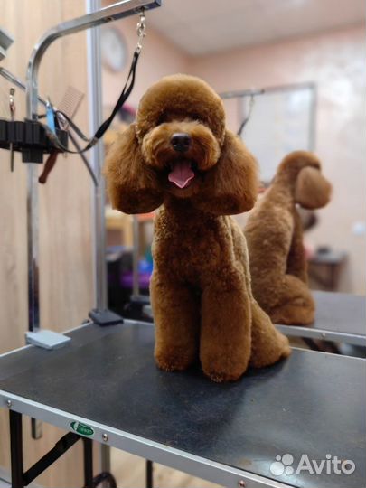 Пудель вязка