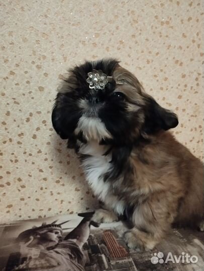 Ши-тцу девочка