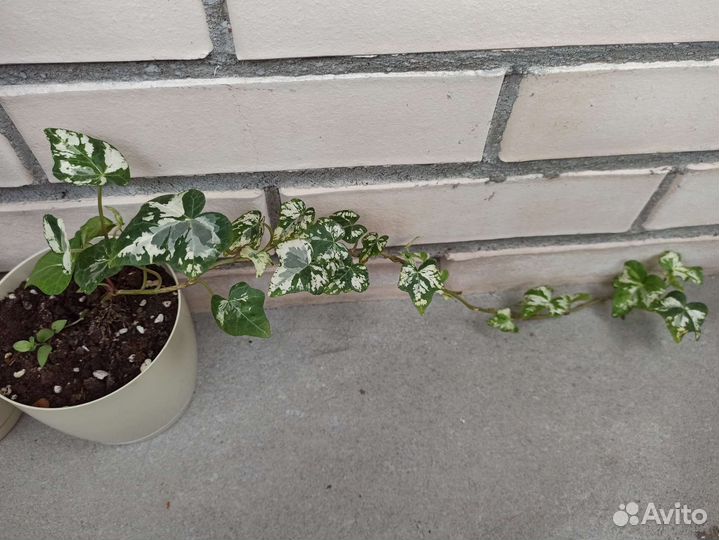 Комнатные цветы