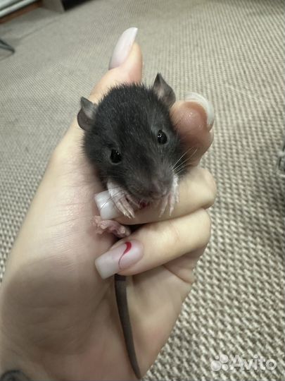 Декоративная крыса