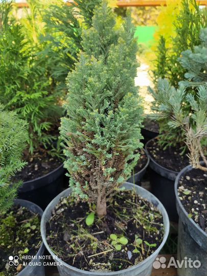 Туя смарагд