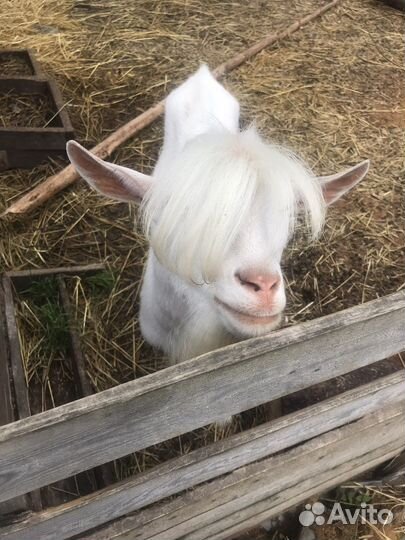 Козел на племя