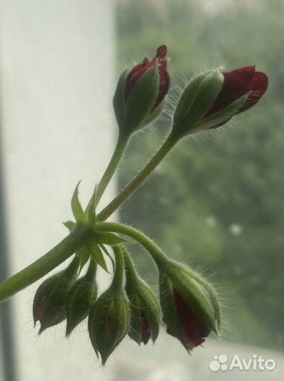 Герань пеларгония плющелистная