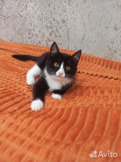 Котёнок 2.5 месяца