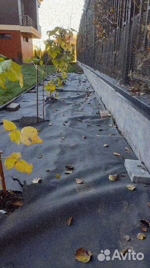 Рулонный газон, укладка, продажа