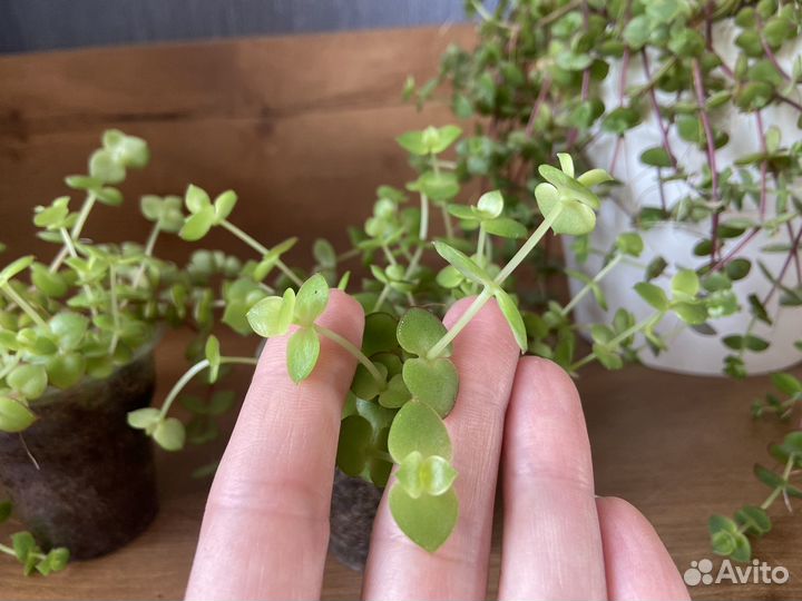 Красула пеллюцида