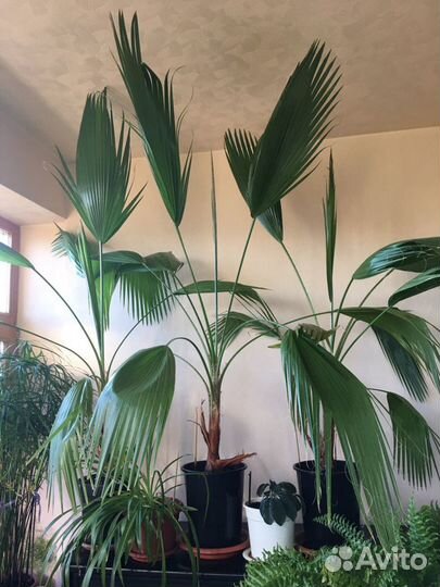 Пальмы Вашингтония Нитчатая