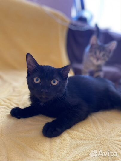 Отдам в добрые руки