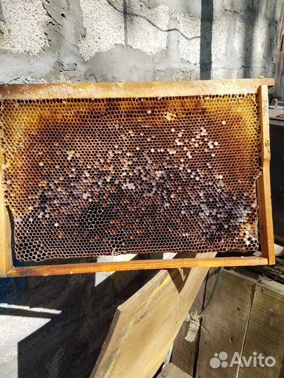 Сушь для пчел