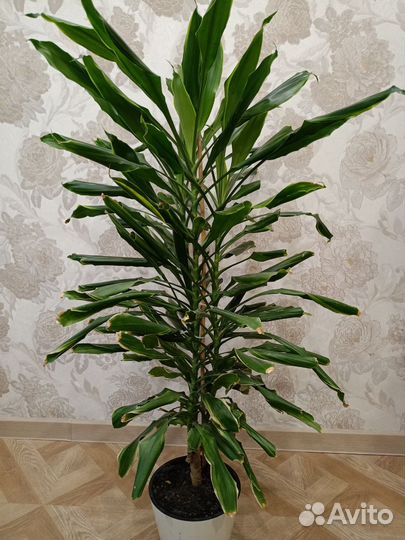 Пальма юкка